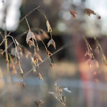 ニセコバンソウの画像 by 秋草さん | 広い庭とニセコバンソウとグリーンアクセサリー♪とニセコバンソウ✽とカサカサツアーよりと我が庭の野草たちと✨ きらきら ✨