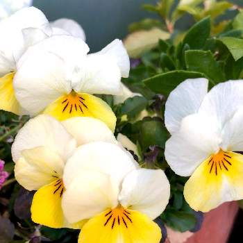 みんな可愛い♡の画像 by hinamama ♡さん | 小さな庭とお疲れ様です♡とビオラ・パンジーとビオラ♡と寄せ植えとお花から元気もらう♡とみんな可愛い♡