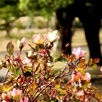 バラ,吉野公園,水曜ローズショーの画像