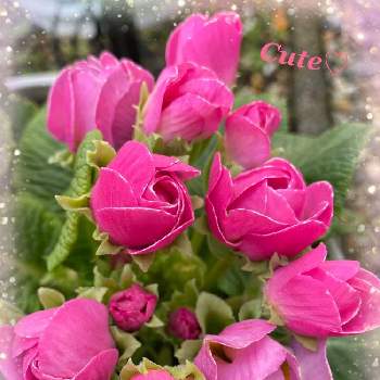 バラ咲きの画像 by くみこさん | ピンクの花と初心者とおうち園芸とバラ咲きとプリムラジュリアン♡と玄関前と可愛い♡