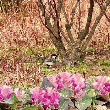 シジュウカラさん,バラ,ハボタン（花キャベツ)の花,吉野公園,鳥のいる風景の画像