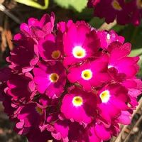 笑ってね, プリムラ,ピンクの花,今日のお花,サクラソウ属の画像