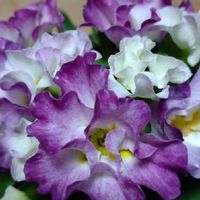 プリムラ　ジュリアン,㊗️くまるさん600pic,㊗️ひまわり大好きさん1000pic,ウキウキわくわく♪,㊗️お祝いお花の画像