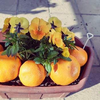 みかん♡の画像 by ウーゲデールさん | 玄関と春のお花とビオラ・パンジーとみかん♡と元気もらえると明るい色とはるとオレンジ色とかわいいとオレンジと楽しい