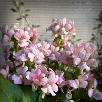 メネシア☆の画像 by 薔薇ちゃんさん | 玄関とお気に入りと毎日幸せとメネシア☆とおうち園芸と可愛いと花のある暮らし