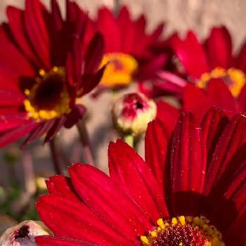 鮮やかな赤の画像 by まちゃまつさん | 小さな庭と鮮やかな赤と自然大好きとはなのある暮らしとボンザマーガレット　チェリー✨と緑のある暮らしと鮮やかな花