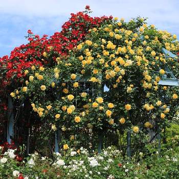 つるゴールドバニーの投稿画像一覧 Greensnap グリーンスナップ