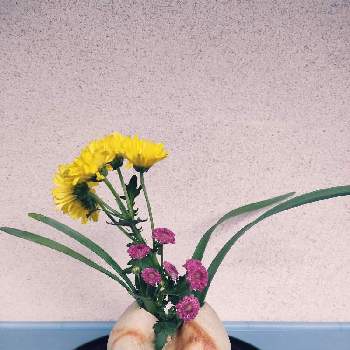 活け花の投稿画像一覧 Greensnap グリーンスナップ