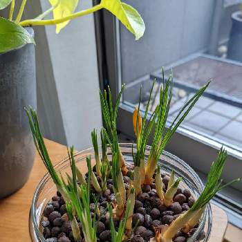 観葉植物の育て方の投稿画像一覧 Greensnap グリーンスナップ