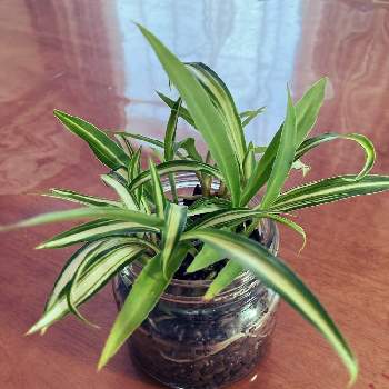 観葉植物の育て方の投稿画像一覧 Greensnap グリーンスナップ