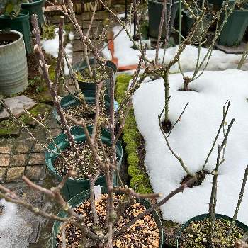 バラの冬剪定の画像 by vogel ②さん | 小さな庭とバラの冬剪定と薬剤散布