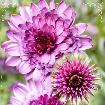 赤紫色の花の投稿画像一覧 Greensnap グリーンスナップ