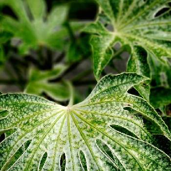 天狗のうちわの投稿画像一覧 Greensnap グリーンスナップ