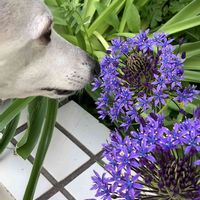 シラー,シラー,シラー・ペルビアナ,シラー・ペルビアナ,今日のお花の画像