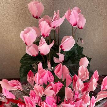 シクラメン,ピンクの花,ツーショット,可愛い❤,冬のガーデニングの画像