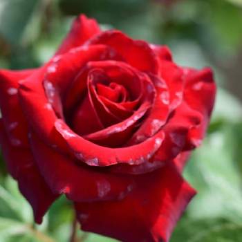 真っ赤な薔薇の花の画像 by 花あかりさん | お出かけ先と過去picとばら バラ 薔薇と真っ赤な薔薇の花