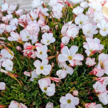 オキザリス パーシーカラーの画像 by サンゴさん | お出かけ先とオキザリス パーシーカラーと白いお花