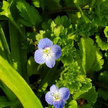 オオイヌノフグリ の投稿画像一覧 Greensnap グリーンスナップ