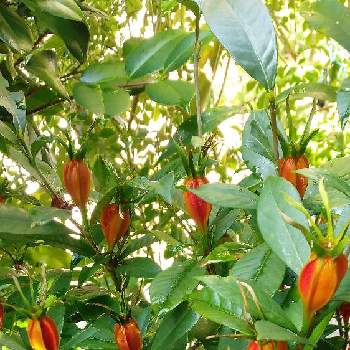 クチナシの実の画像 by ケサランパサランさん | 小さな庭とクチナシの実とクチナシと実♡とたねと常緑低木と花のある暮らしと三大香木