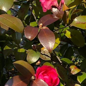 山茶花(さざんか）の画像 by あんぱんさん | お出かけ先と山茶花(さざんか）とピンクの花