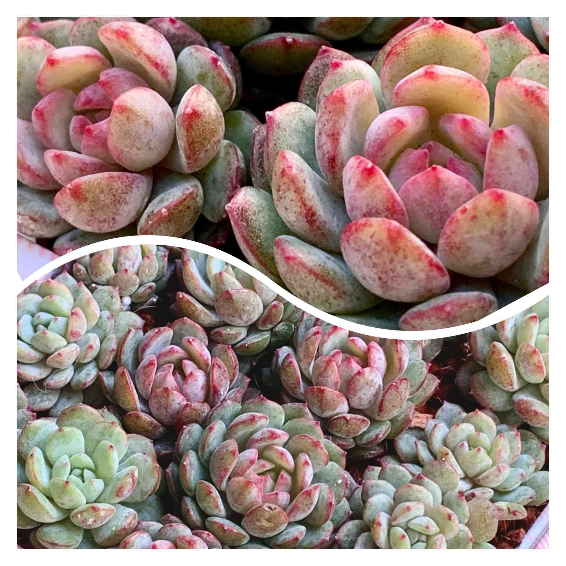 多肉植物　グロブローサ×ラウイ② グロブロウサ（ビンセントカトー）×ラウイ② | ❤️植物に心を