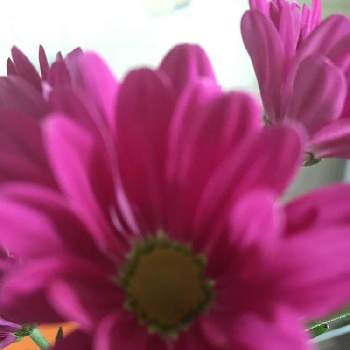 スプレー菊の画像 by キキさん | お出かけ先とスプレー菊と最愛の友へ届けとLife is beautifulと花言葉に心をのせてとめぐり逢と赤紫の花と皆んな幸福にといつも心に太陽をとピンクワールドへ ようこそと赤い花と今この時を切に生きると明日はきっと良い日になるとスプレー菊 ❁と平和を願うとNo  more warと祈❗️世界平和