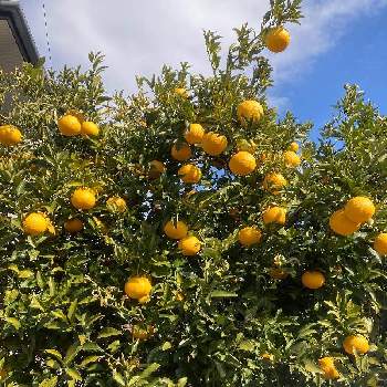 谷合園芸 山野草お探しの方お気軽にお問い合わせ下さい 谷合園芸