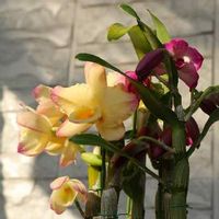 デンドロビウム,私の花の写真,花の好きな方と繋がりたい,ミラーレス一眼,花のある暮らしの画像