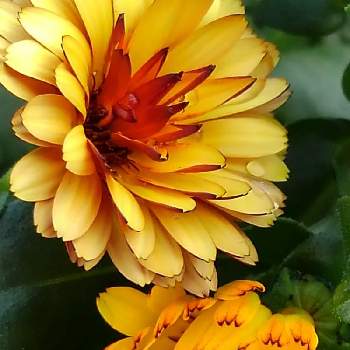 カレンジュラ まどかの投稿画像一覧 Greensnap グリーンスナップ カレンジュラ まどかの投稿画像一覧 Greensnap グリーンスナップ