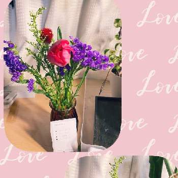 ソリダゴの投稿画像一覧 Greensnap グリーンスナップ