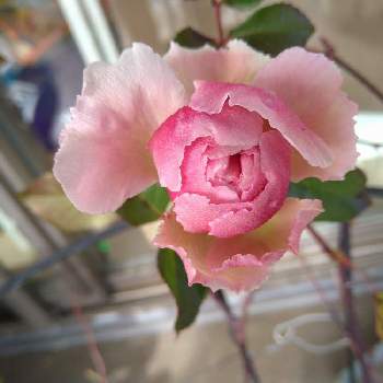 クイーンオブエルプス,おうち園芸,いい香り,花のある暮らし,バラ・ミニバラの画像