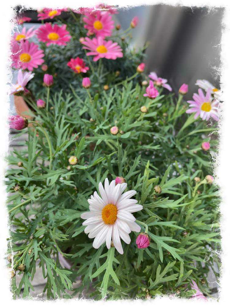 似ているけれどちょっと違うピンク系PWマーガレット（タイトル写真は