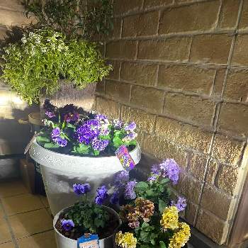 私の推しのpwの画像 by キラーさん | 玄関とpwの花とヌーヴェル ヴァーグとPWと私の推しのpwとサトウ園芸とローブドゥアントワネット♡とエッグタルトとドラキュラとPW育てた