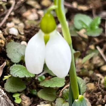 ガランサス属の投稿画像一覧 Greensnap グリーンスナップ