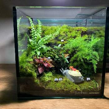 ジブリの投稿画像一覧 Greensnap グリーンスナップ ジブリの投稿画像一覧 Greensnap グリーンスナップ