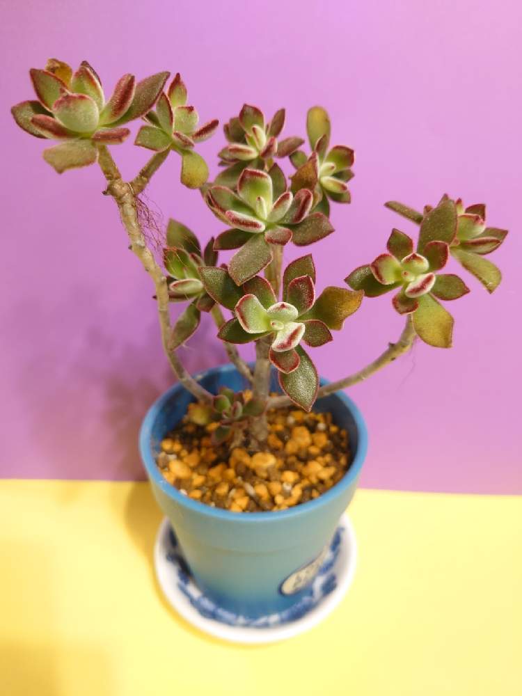 ハムシーの投稿画像 By プリシラさん 部屋と多肉植物と木質化と木立多肉と多肉植物と木質化と木立多肉 22月1月27日 Greensnap グリーンスナップ Greensnap グリーンスナップ