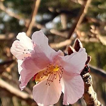 十月桜,サクラ,スマホ撮影,♡今日のお花♡,♡沼津御用邸記念公園♡の画像