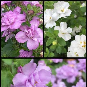 八重咲きバコパの画像 by こさか 香咲花 さん | 小さな庭と八重咲きバコパと自己満足