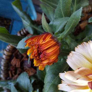 カレンジュラ コーヒークリームの画像 by チェリーさん | 小さな庭とカレンジュラ コーヒークリームと金曜日の蕾たちと癒しとお花大好きとつぼみ大好きと花のある暮らしと可愛い♡