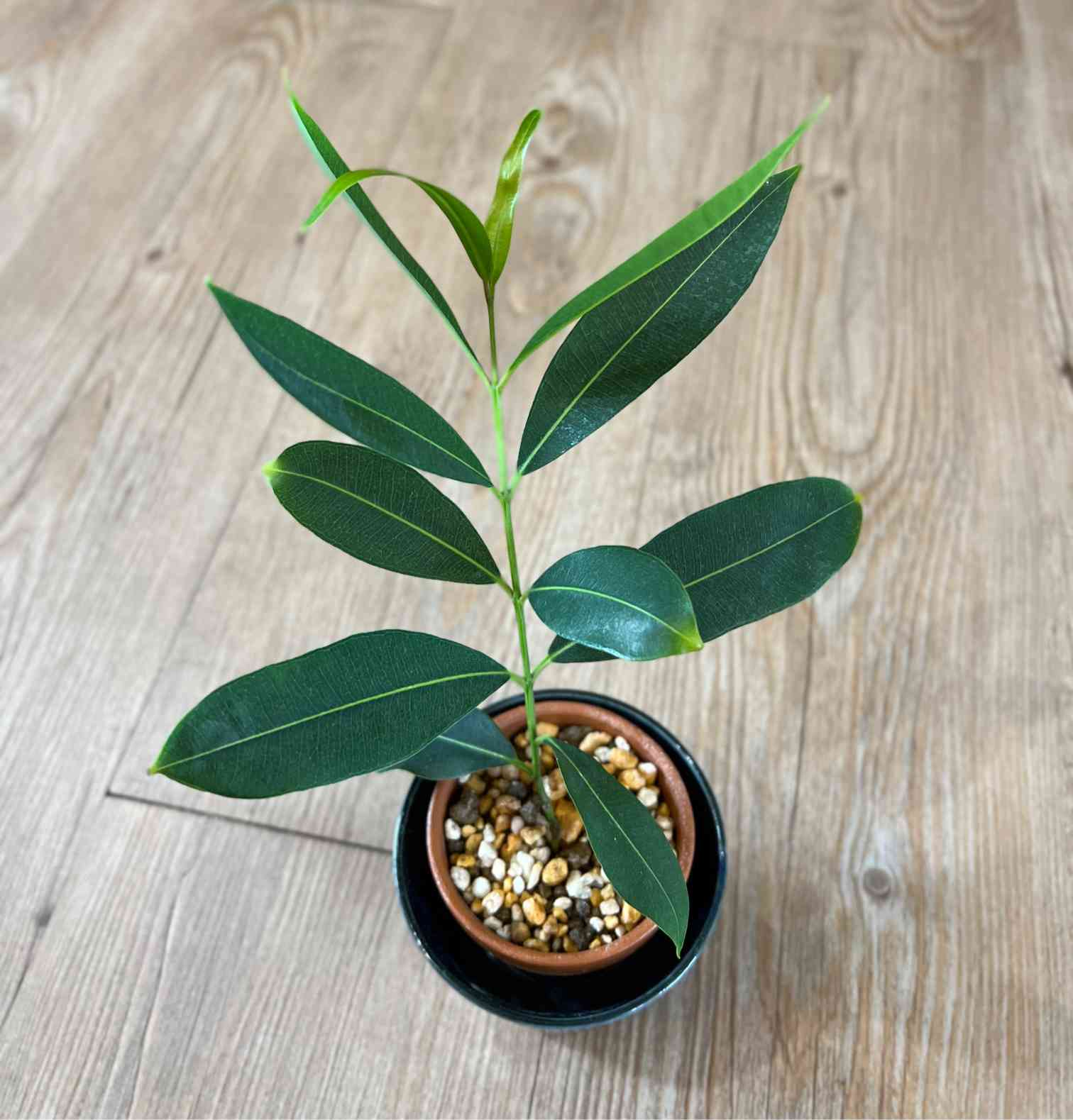 アマゾンオリーブの特徴【育てて分かったこと】｜🍀GreenSnap