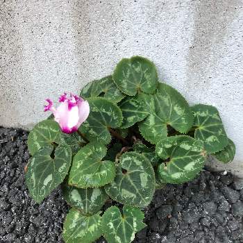 雑草化の投稿画像一覧 Greensnap グリーンスナップ