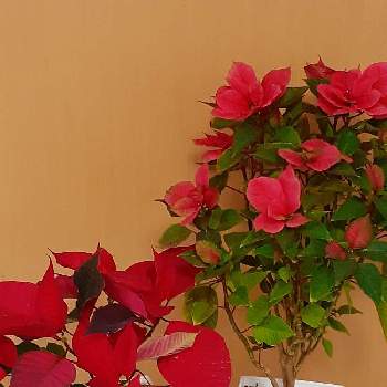 ポインセチア 赤の画像 by マルナムさん | 部屋とお花大好きと感謝と癒されますとみどり大好きと❤️いいね、ありがとうと鉢植えとポインセチア 赤と花のある暮らし