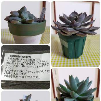 ピンクプリティ の投稿画像一覧 Greensnap グリーンスナップ ピンクプリティ の投稿画像一覧 Greensnap グリーンスナップ