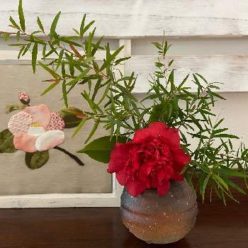 八重咲きツバキの画像 by コスモスラブさん | 部屋と椿 ツバキと八重咲きツバキとレモンティーツリー！
