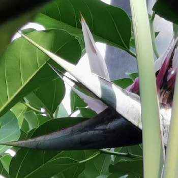 ストレリチア 極楽鳥花の投稿画像一覧 Greensnap グリーンスナップ