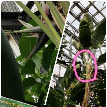 ストレリチア 極楽鳥花の投稿画像一覧 Greensnap グリーンスナップ