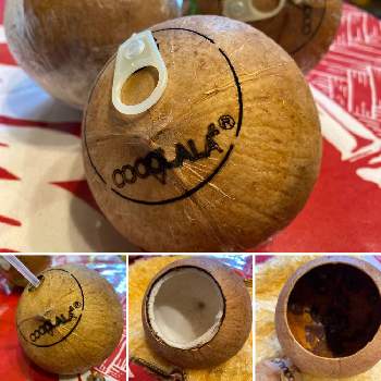 ココナッツの投稿画像一覧 Greensnap グリーンスナップ