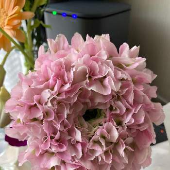 ラナンキュラス ハーマイオニーの投稿画像一覧 Greensnap グリーンスナップ