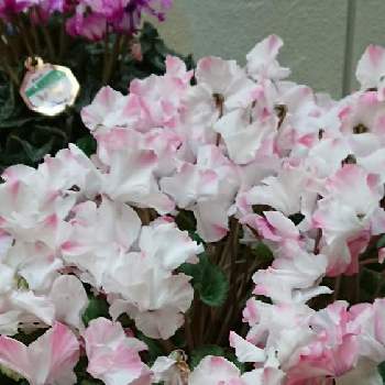 シクラメン好きの画像 by 薔薇姫さん | お出かけ先とシクラメンとシクラメン好きとピンクの花と薄ピンクのシクラメンと優しいピンクのシクラメンとシクラメン♡とYukoさんのピンクワールドへようこそとシクラメンの魅力とシクラメン大好きとピンクワールドへ ようこそとシクラメンの花とシクラメン。とピンクのシクラメンとピンクのシクラメンの花！とシクラメン属とシクラメン✨とチーム福岡とシクラメンシーズン