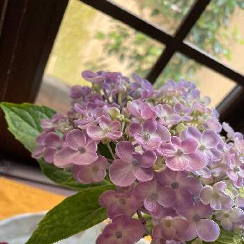 ウズアジサイ オタフクアジサイ の投稿画像一覧 Greensnap グリーンスナップ